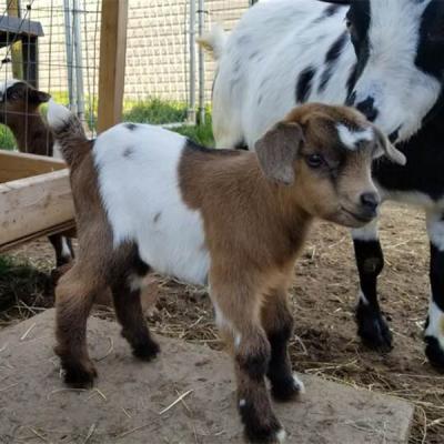 Toddler Time: Three Billy Goats Gruff - With Special Guest!