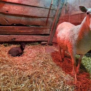 Sheep Sheep