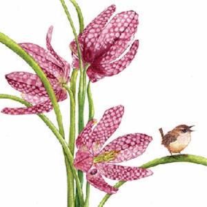 Checkered Lily flower with small meadow bird