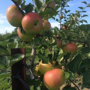 Rambo Apples Rambo Apples